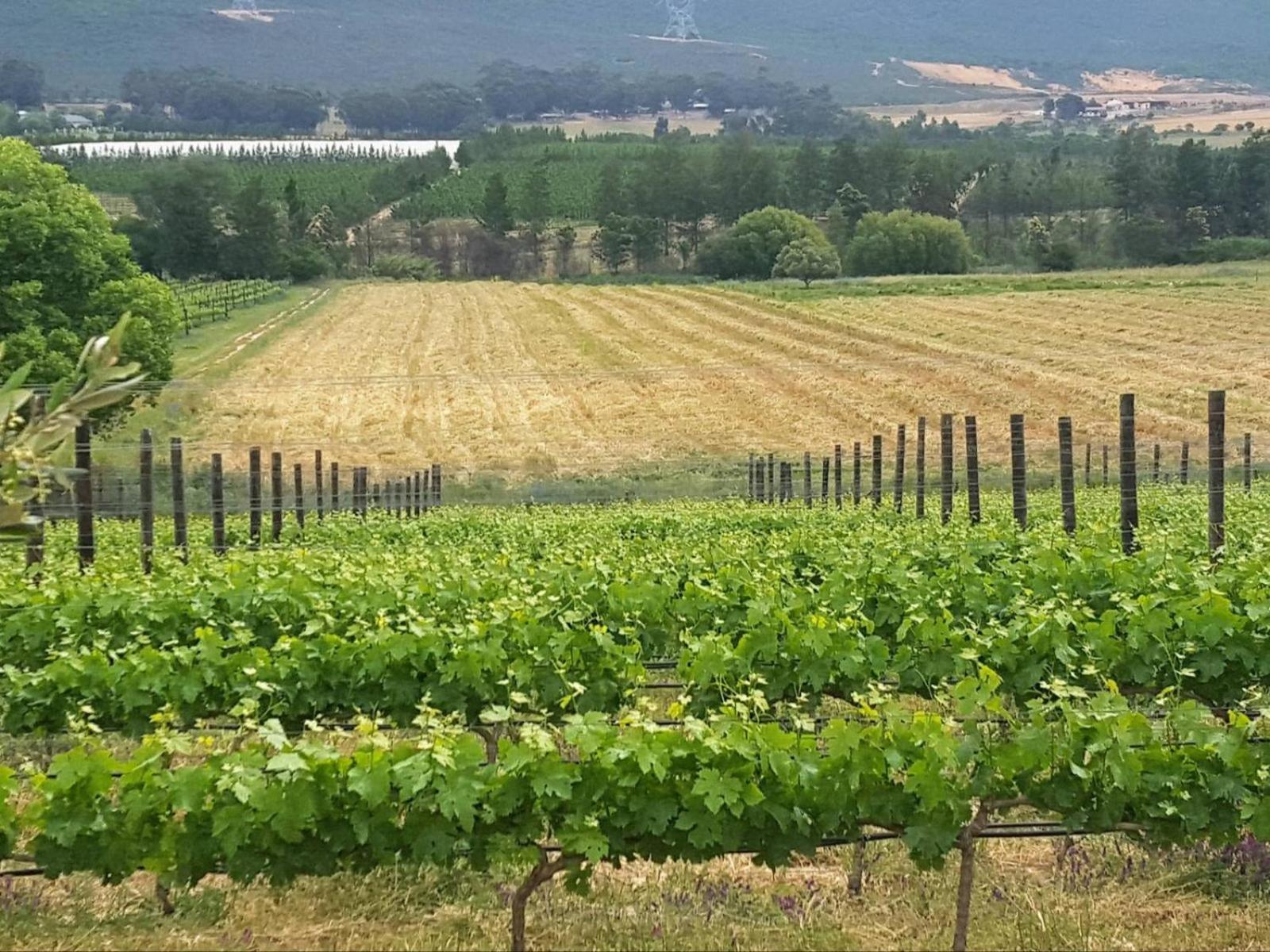 툴바흐 Lemberg Wine Estate 빌라 외부 사진